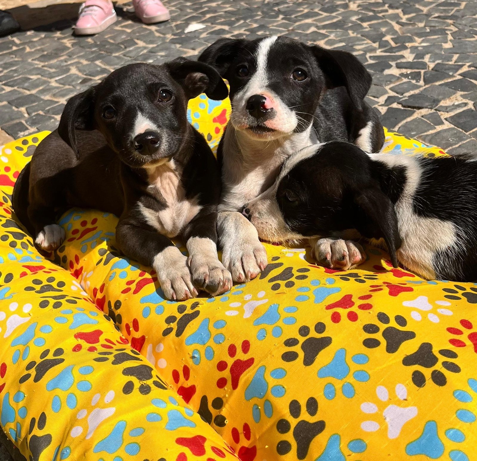 Adote um Pet tem nova edição nesta quarta-feira no Tivoli com 3 pets disponíveis para adoção 1 PET