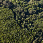 Area Florestal Suzano (1)