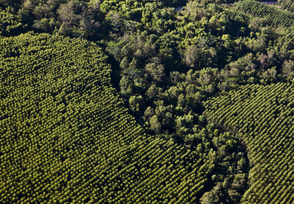 Area Florestal Suzano (1)