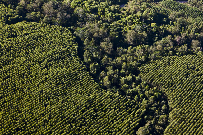 Area Florestal Suzano (1)