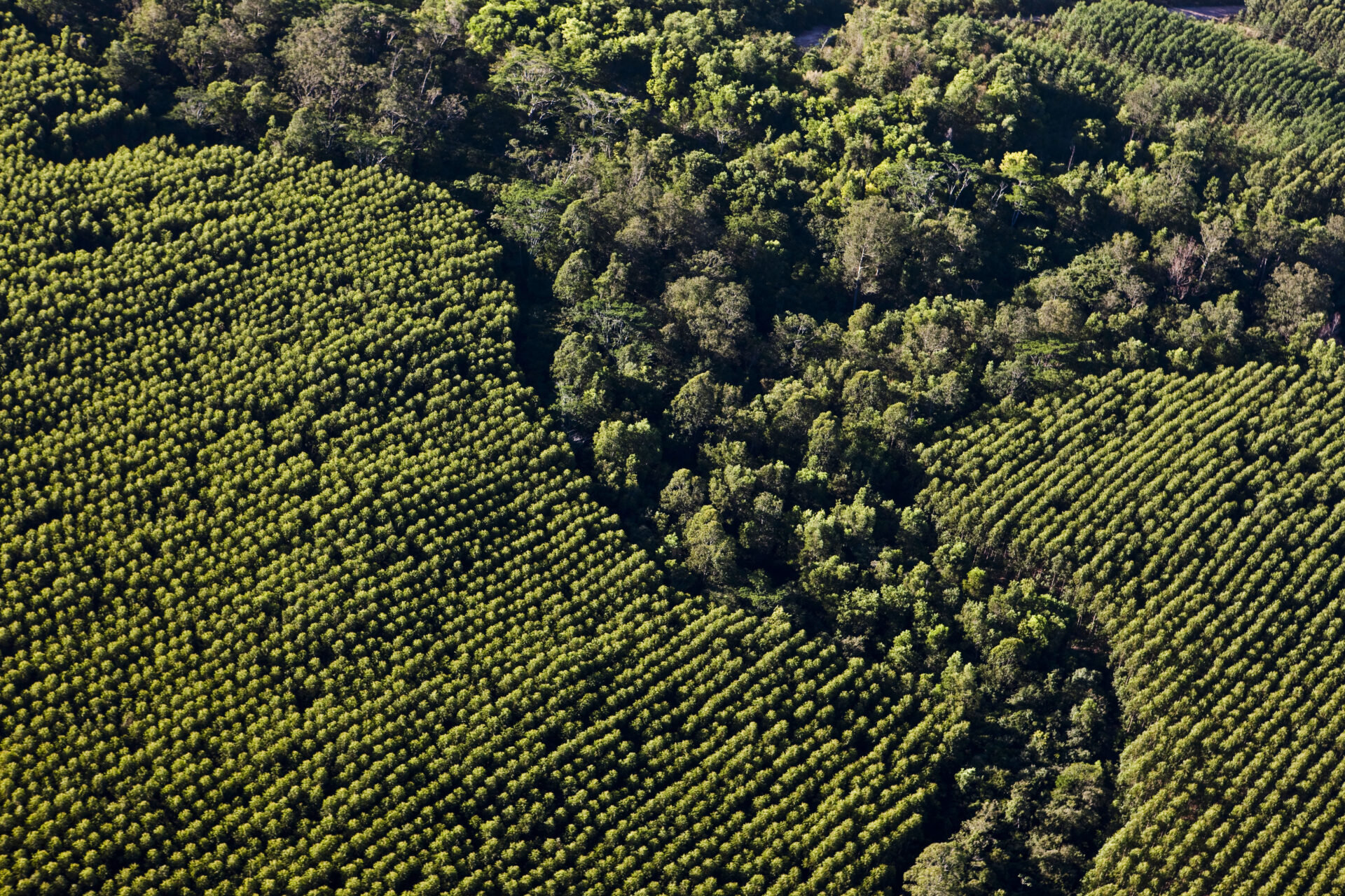 Area Florestal Suzano (1)