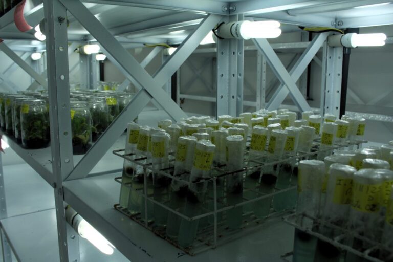 Laboratório dispõe de salas climatizadas para preservar material que dá origem às matrizes