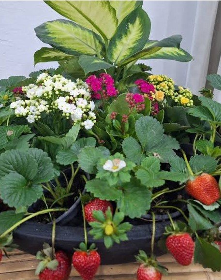 Conheça o laboratório que impulsiona a fruticultura paulista 2 Morango