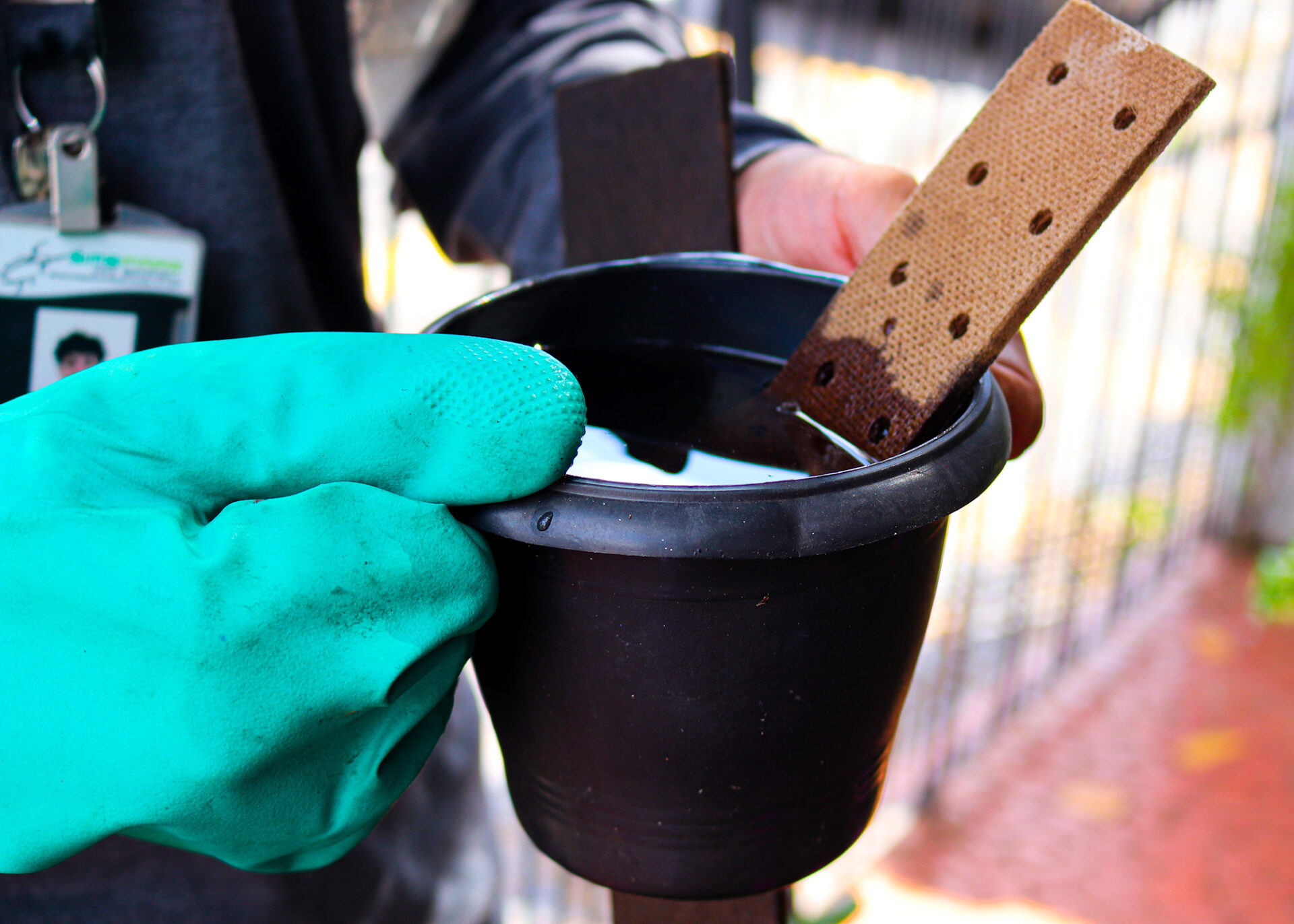 ovitrampas dengue 05 imprensa