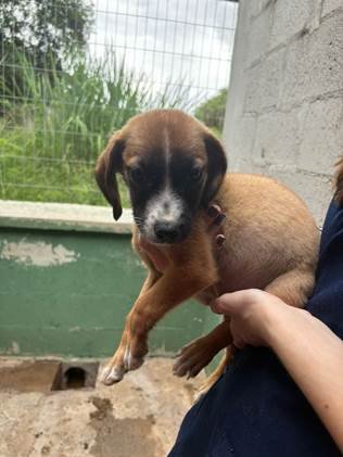 Nova edição do Adote um Pet acontece sábado, no Tivoli, com cinco animais à espera de um novo lar 2 Tivoli Shopping