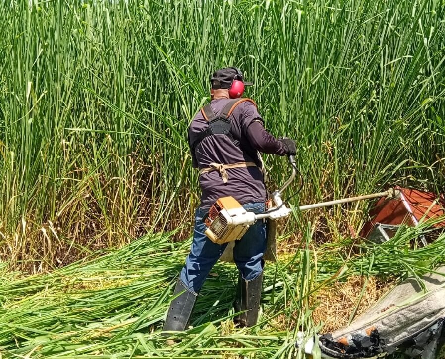 Moradores do Conjunto dos Trabalhadores roçam mato por conta própria após falta de zeladoria da Prefeitura 1 roçadeira