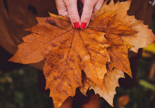 Vertical shot of a female with a red manicure wearing a brown coat holding autumn maple leaves