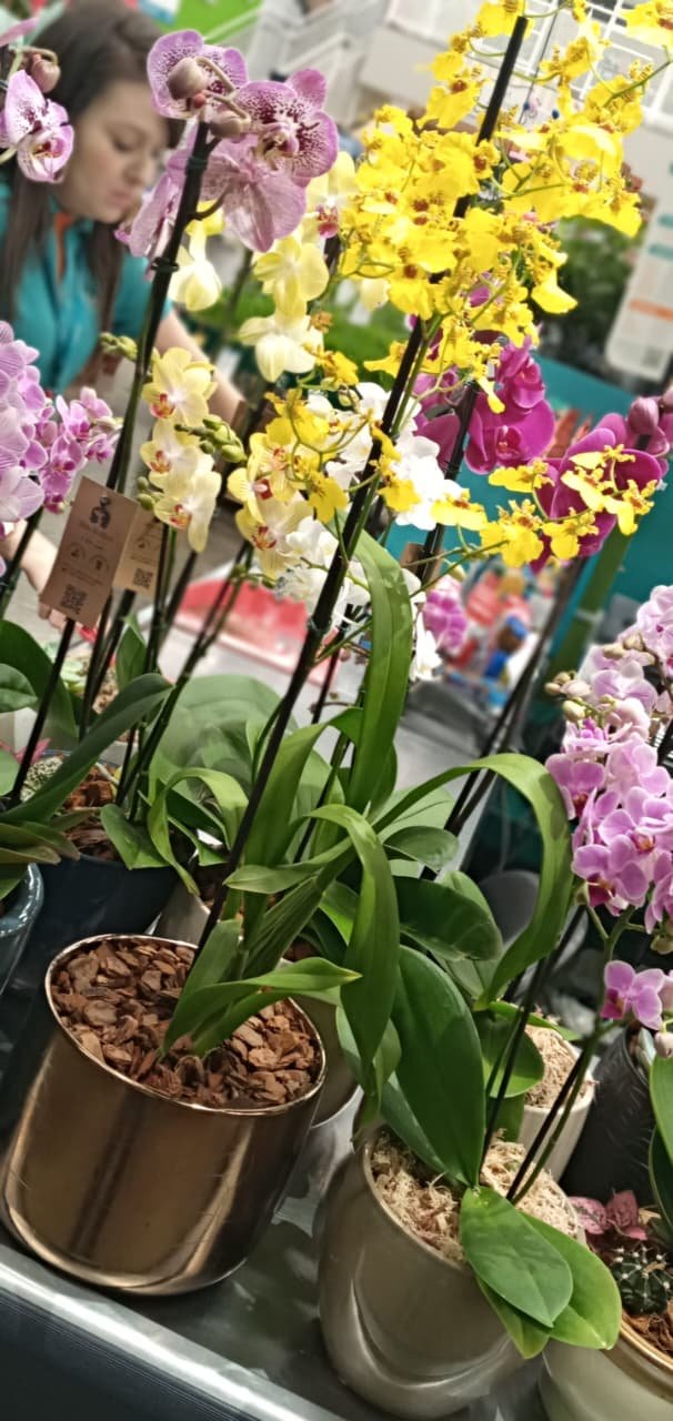 1ª Mostra de Orquídeas Cobasi acontece a partir de sexta-feira no Tivoli 2 1ª Mostra de Orquídeas Cobasi_Tivoli_Divulgação (6)