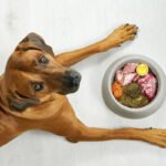 cachorro-caramelo-olhando-para-camera