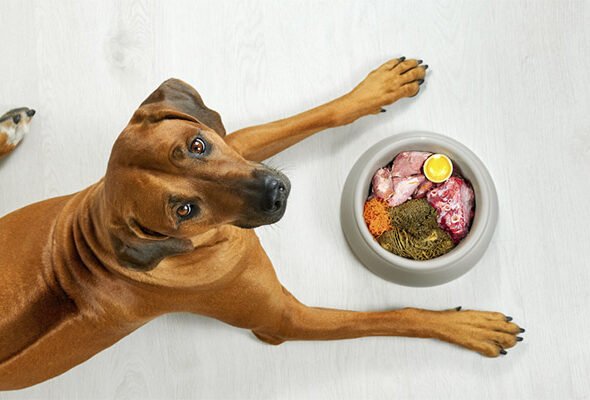 cachorro-caramelo-olhando-para-camera