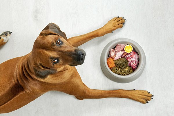 cachorro-caramelo-olhando-para-camera