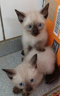 GATOS