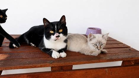 Gato para doação