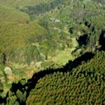 Floresta Suzano