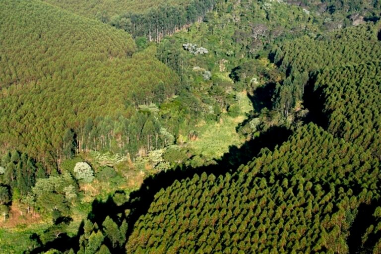 Floresta Suzano