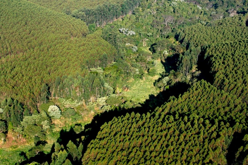 Floresta Suzano