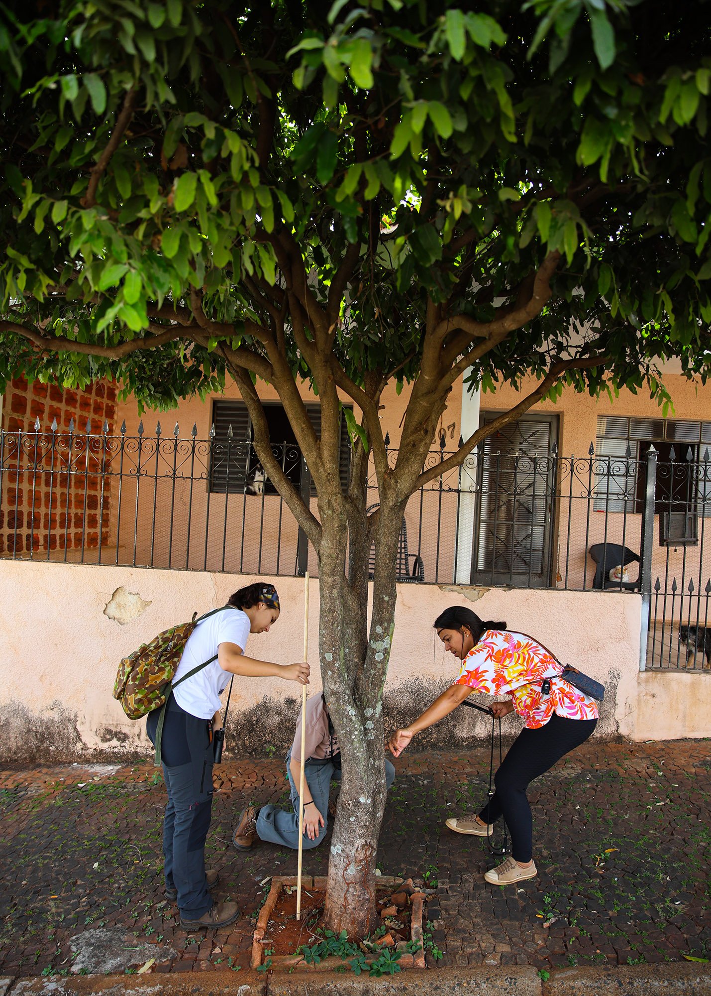 DIAGNÓSTICO - ARBORIZAÇÃO (2)
