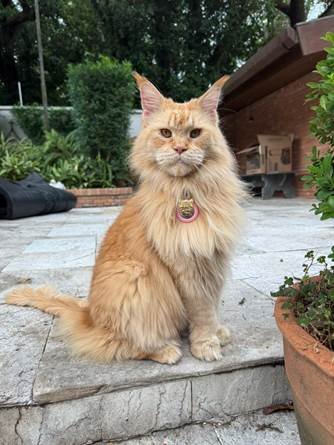 Gato Tivoli