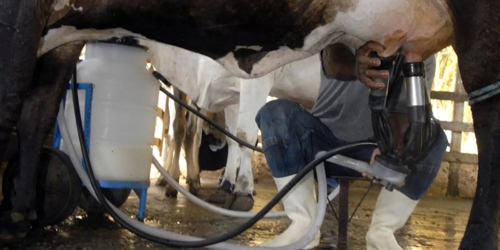 ordenha_de_vaca.jpg